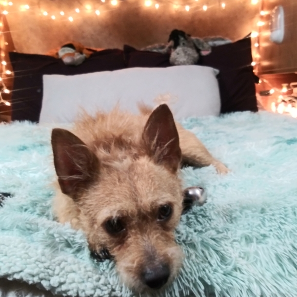 Hi I'm Jessicat!! a Trusted 5-Star Seller with Over 100 Sales!!! - Picture 5 of 12